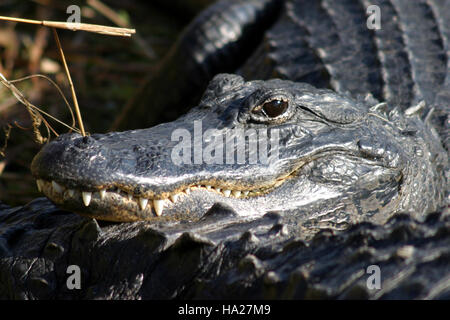 Un alligator dans le parc national des Everglades est capturé sur cette photo, mettant en valeur la diversité de la faune et de la flore du parc. Les alligators sont une espèce clé de l'écosystème du parc, influençant la dynamique des milieux humides et la biodiversité. Banque D'Images