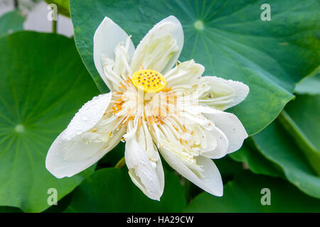 Fleur de Lotus, au Vietnam, en Asie Banque D'Images