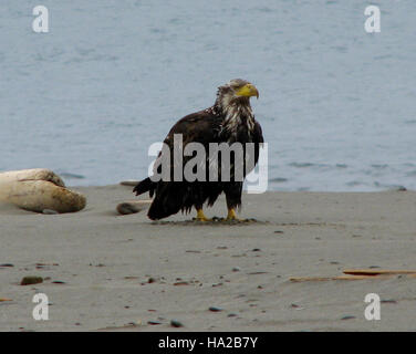 Cette photographie montre un aigle à tête blanche juvénile, un rapace, reposant sur le sol près d'une plage. L’image capture l’oiseau dans son habitat naturel, montrant le stade de développement de l’aigle. Banque D'Images
