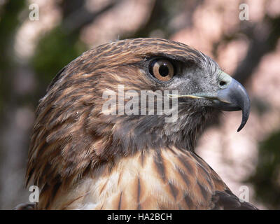 Cette image en gros plan capture le visage d'un faucon à queue rouge, un oiseau de proie originaire d'Amérique du Nord. Connu pour sa queue rouge distinctive, le faucon est souvent vu monter en flèche dans les paysages ouverts. Ce portrait met en valeur les yeux vifs et le bec puissant de l'oiseau, caractéristiques clés de ses capacités de chasse. Banque D'Images