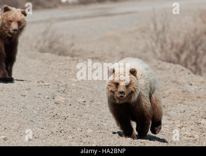 Cette photographie capture un moment de petits grizzlis dans le parc national Denali, en Alaska. Les oursons sont vus dans leur habitat naturel, incarnant la nature sauvage et la faune de l'écosystème de l'Alaska. Banque D'Images