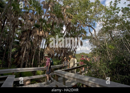La promenade en acajou Hammock dans le parc national des Everglades offre aux visiteurs une vue surélevée sur l’écosystème unique du parc, y compris les plantes rares et la faune. Banque D'Images