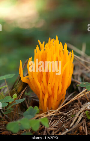 Champignons non comestibles jaune (Calocera viscosa) en forêt Banque D'Images