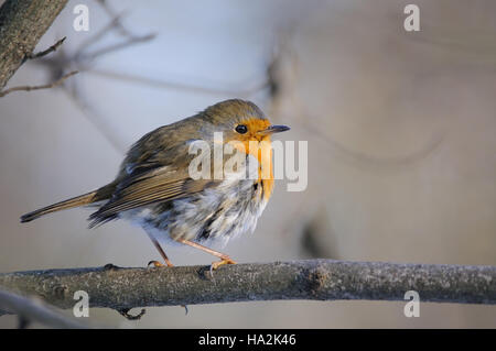 Européenne percheurs Robin (Erithacus rubecula aux abords) en hiver. Moscou, Russie Banque D'Images