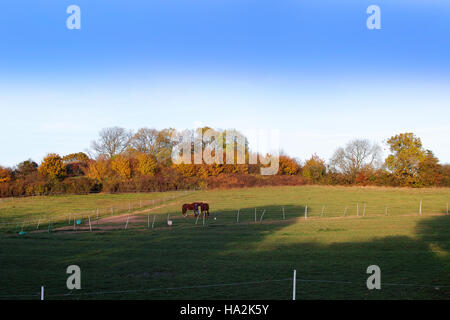 Le Warwickshire, Avon, Stratford, piste cyclable, voie verte, voie, sentier, chemin de fer, ligne, désaffectées, sur, England, UK, midlands, scène, Banque D'Images