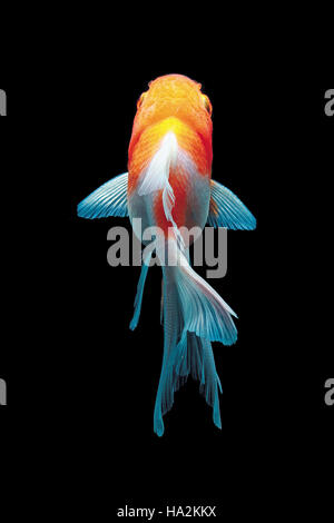 Portrait du poisson rouge Banque D'Images