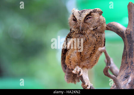Chouette bébé assis sur une branche, l'Indonésie Banque D'Images