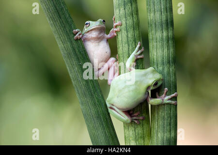 Deux rainettes dumpy l'ascension d'une plante, l'Indonésie Banque D'Images