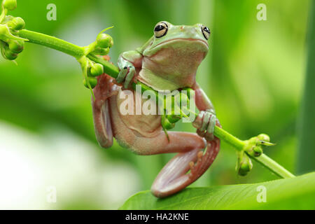 Dumpy tree frog on plant, Indonésie Banque D'Images