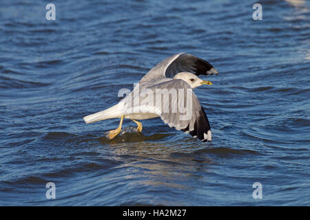 Goéland cendré Larus canus en vol au-dessus du ruisseau de la côte de Norfolk d'hiver Banque D'Images