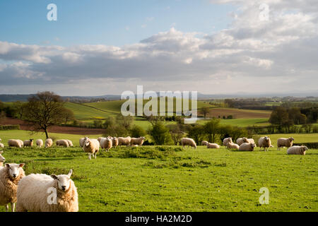 À sw sur les champs et les pâturages à moutons hereford ondulante campagne et les Brecon Beacons dans le lointain. 4. Banque D'Images