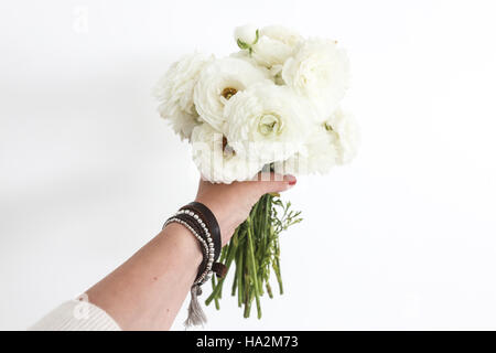 Woman's hand holding a bouquet de renoncules blanches fleurs Banque D'Images