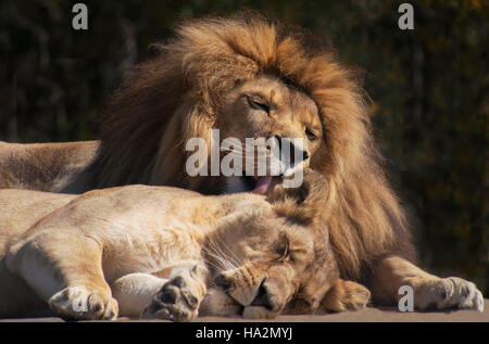 Lion lionne léchant, Limpopo, Afrique du Sud Banque D'Images