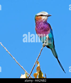 Lilac Breasted Roller oiseau perché sur une branche, le Botswana Banque D'Images