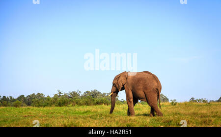 Les jeunes ont sauvé l'éléphant au parc des éléphants de Knysna, Afrique du Sud Banque D'Images