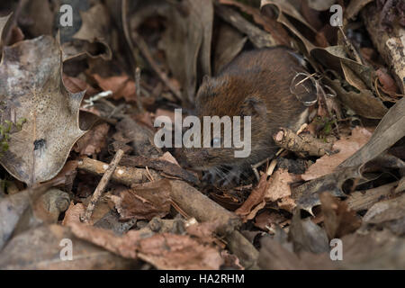 Campagnol roussâtre (Myodes glareolus) Banque D'Images