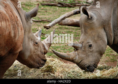 Deux rhinocéros blancs du Sud, Afrique du Sud Banque D'Images