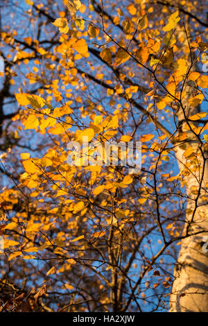 Feuilles de bouleau en argent doré soleil du matin avec fond de ciel bleu Banque D'Images