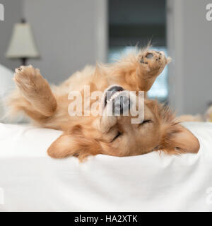 Golden retriever dog rouler sur un lit Banque D'Images