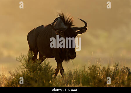 Le Gnou bleu (Connochaetes taurinus) dans la poussière au lever du soleil, désert du Kalahari, Afrique du Sud Banque D'Images