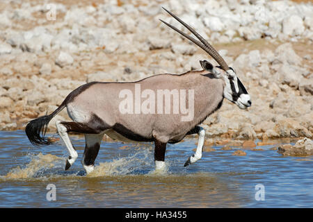 Les antilopes gemsbok (Oryx gazella) s'exécutant dans l'eau, Etosha National Park, Namibie Banque D'Images