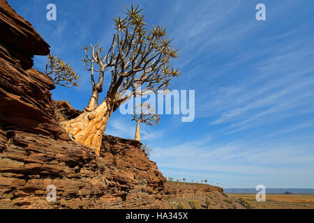 Paysage avec des montagnes rocheuses et arbres carquois (Aloe dichotoma), Northern Cape, Afrique du Sud Banque D'Images