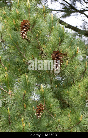 Rumelische Rumelische, Kiefer, Stroboscope, Mazedonien-Kiefer Balkankiefer Mazedonische, Kiefer, Zapfen, Pinus peuce, pin macédonienne Banque D'Images