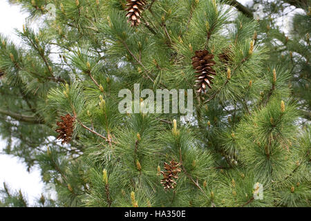 Rumelische Rumelische, Kiefer, Stroboscope, Mazedonien-Kiefer Balkankiefer Mazedonische, Kiefer, Zapfen, Pinus peuce, pin macédonienne Banque D'Images