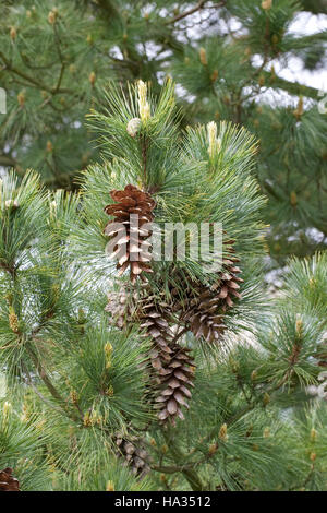 Rumelische Rumelische, Kiefer, Stroboscope, Mazedonien-Kiefer Balkankiefer Mazedonische, Kiefer, Zapfen, Pinus peuce, pin macédonienne Banque D'Images