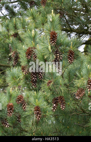 Rumelische Rumelische, Kiefer, Stroboscope, Mazedonien-Kiefer Balkankiefer Mazedonische, Kiefer, Zapfen, Pinus peuce, pin macédonienne Banque D'Images