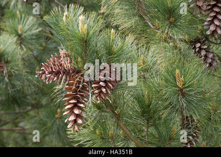 Rumelische Rumelische, Kiefer, Stroboscope, Mazedonien-Kiefer Balkankiefer Mazedonische, Kiefer, Zapfen, Pinus peuce, pin macédonienne Banque D'Images