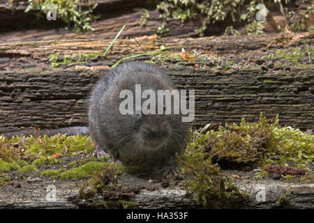 Schermaus, Ostschermaus, Ost-Schermaus, grosse Wühlmaus, Arvicola terrestris, Nord de campagnol de l'eau, campagnol aquatique ou rat taupier Banque D'Images