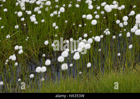 Scheuchzers Wollgras Eriophorum scheuchzeri, herbe de coton blanc, Banque D'Images