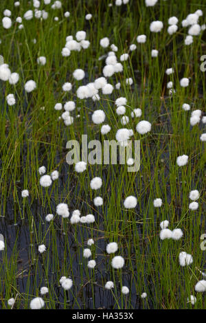 Scheuchzers Wollgras Eriophorum scheuchzeri, herbe de coton blanc, Banque D'Images