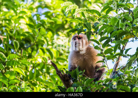 Une face blanche dans les regards capucin distance de son point de vue élevé dans la cime des arbres de Guanacaste, Costa Rica. Banque D'Images