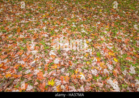 Beau fond d'automne. Feuilles d'érable de couleur couché sur l'herbe. Focus sélectif. Banque D'Images