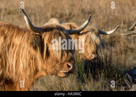 Les vaches highland écossais toughing le froid matin d'hiver Banque D'Images