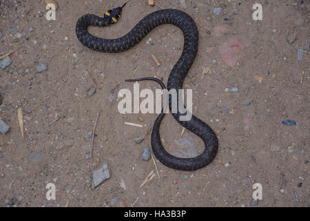 Couleuvre, rampant sur le sol. Serpent non venimeux. Effrayés par la couleuvre. Banque D'Images