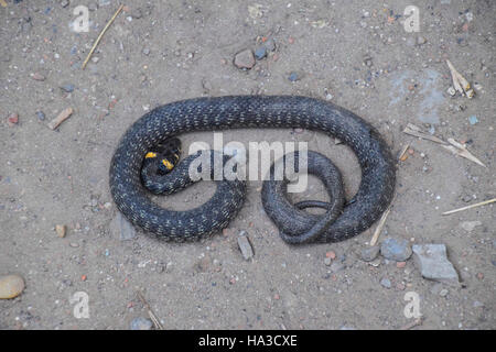 Couleuvre, rampant sur le sol. Serpent non venimeux. Effrayés par la couleuvre. Banque D'Images