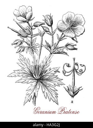 Le géranium des prés est une plante vivace herbacée à fleurs avec des fleurs bleu-violet et étamines. Elle est utilisée comme plante ornementale dans le jardinage Banque D'Images
