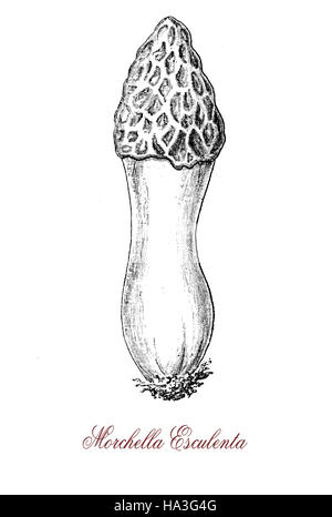 Morel commun est un champignon comestible, le corps de fruits est grande tige blanche, les éponges sont grandes et jaunâtre avec des fosses et des crêtes plus léger, pas facile à cultiver commercialement. Trouvés au printemps dans les vergers, forêts et jardins,m.Utilisée en médecine traditionnelle chinoise. Banque D'Images