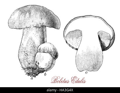 Boletus edulis ou cep et également connu sous le nom de cèpes est un champignon qui pousse dans les forêts de conifères, il a un grand chapeau marron, la tige est de couleur blanche ou jaunâtre. Il est considéré comme une excellente nourriture, oft préparé en soupes, pâtes, risotto ou séché et est très difficile à cultiver. Banque D'Images