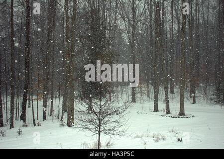 A la fin de novembre Tempête de neige dans les bois du nord du Michigan Banque D'Images