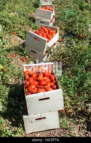 Les tomates cueillies dans des caisses sur le terrain Banque D'Images