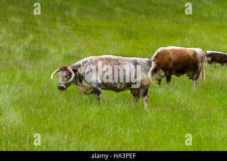 English Longhorn le pâturage du bétail sur un pré vert. Banque D'Images