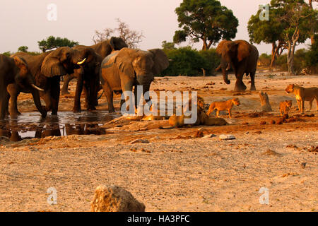 Une troupe de lions très proche d'un troupeau d'éléphants au cours d'une sécheresse au niveau de la pompe Savuti Pan Botswana Banque D'Images