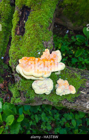 Poulet des bois (sulpuureus : Polyporaceae) croissant sur une souche d'arbre en décomposition Banque D'Images