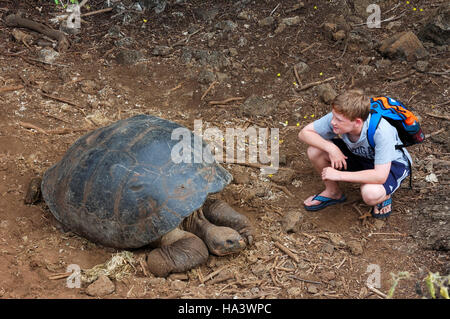 Galapagos tortue ou tortue géante des Galapagos (Geochelone elephantopus), îles Galapagos, Equateur, Amérique du Sud Banque D'Images