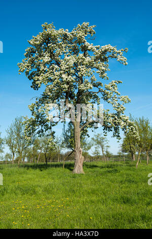 Deutschland, Nordrhein-Westfalen, Kreis Warendorf, Stromberg, blühender Baum auf dem Weg zum ehemaligen Rittergut Haus Nottbeck, Banque D'Images