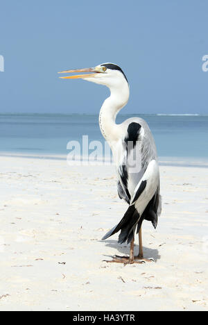 Héron cendré (Ardea cinerea) sur la plage. Bodufinolhu, South Male Atoll, Maldives Banque D'Images